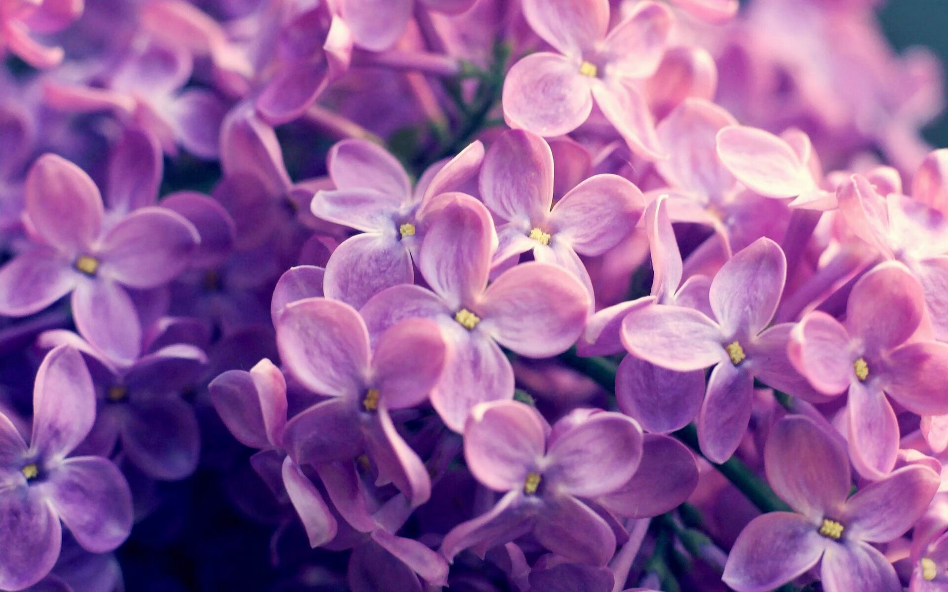 乐鱼体育在线登陆-格林伍德的全能防守能力，助袋鼠队防线坚不可摧，格林伍德球员