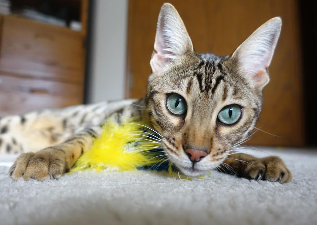 格林伍德的全能防守能力,助袋鼠队防线坚不可摧,格林伍德球员