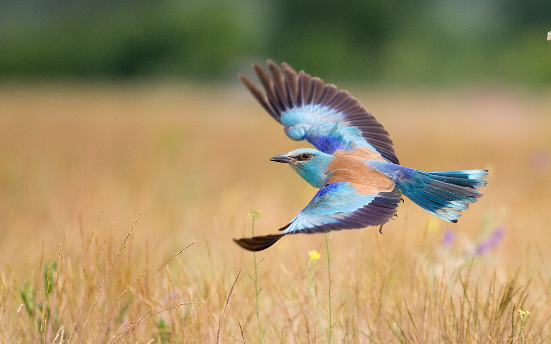乐鱼体育app在线登录-欧洲杯期间的志愿者服务体系，欧洲杯期间的志愿者服务体系有哪些